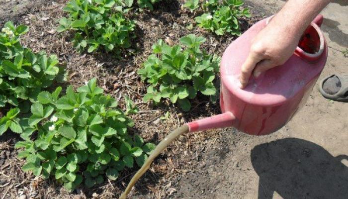 Чем подкормить клубнику весной для хорошего урожая без химии