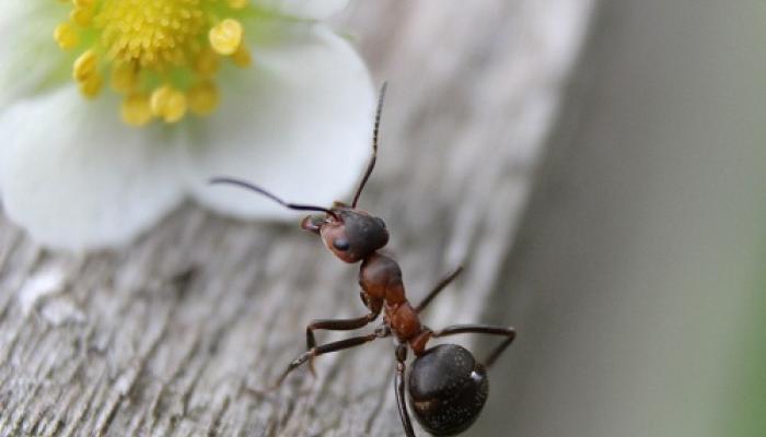 О чем говорят приснившиеся муравьи?