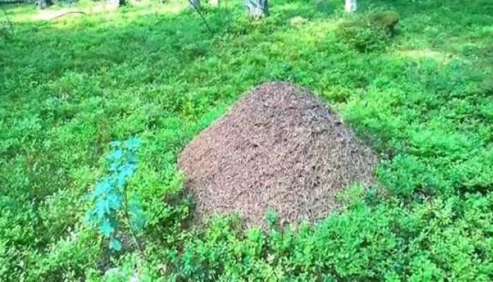 Черные муравьи во сне к чему снятся