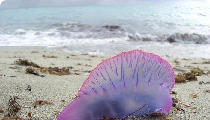 Токсины медуз из группы ируканджи обладают действием